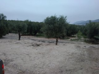 Terreno con nave y olivos