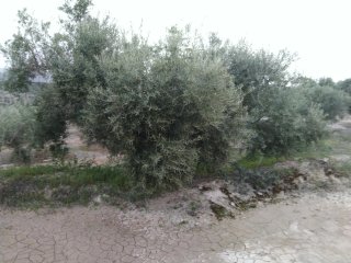 Terreno con nave y olivos
