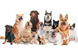 Cuidadora de perros en Elche