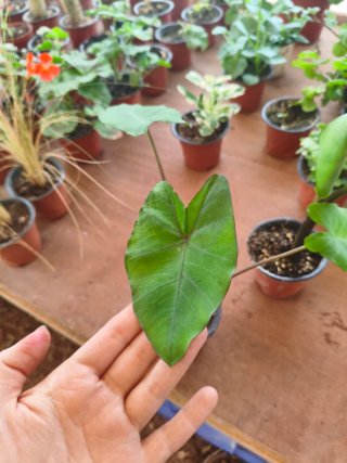Pack 2 Colocasias: grande y mediana
