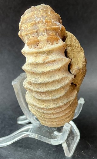 Fósil Amonite Pavlovia latrensis