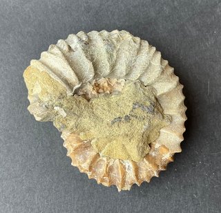 Fósil Amonite Pavlovia latrensis