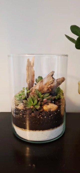 Terrario plantas suculentas