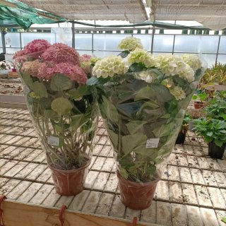 Ortensia Bianca o Rosa 70cm