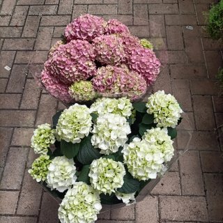 Ortensia Bianca o Rosa 70cm