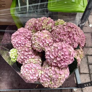Ortensia Bianca o Rosa 70cm