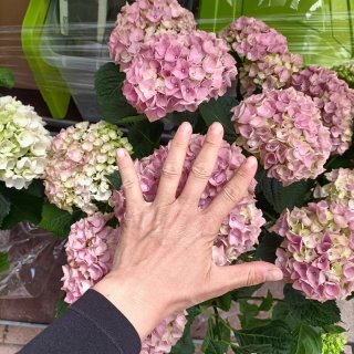 Ortensia Bianca o Rosa 70cm