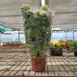 Ortensia Bianca o Rosa 70cm