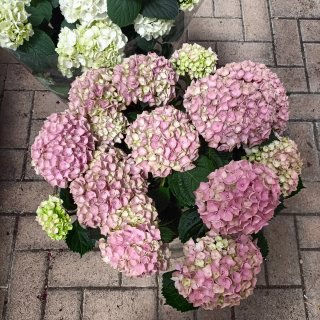 Ortensia Bianca o Rosa 70cm