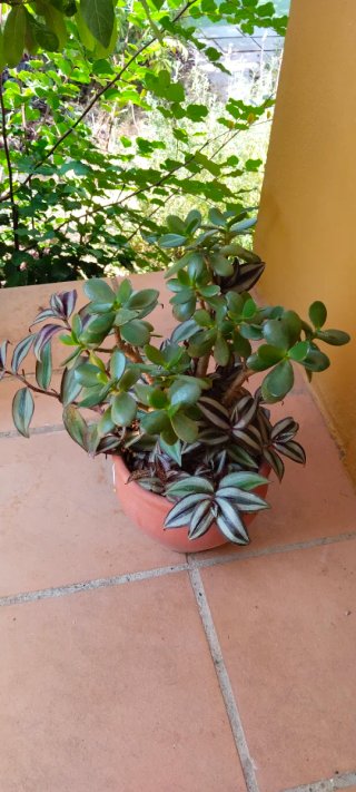 Árbol de Jade y Zebrina en Maceta Terracota