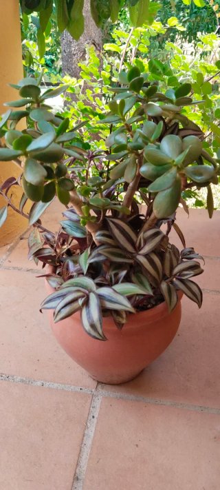 Árbol de Jade y Zebrina en Maceta Terracota