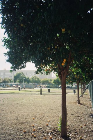 Olympus XA + flash A11