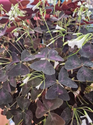 Planta Oxalis Morada