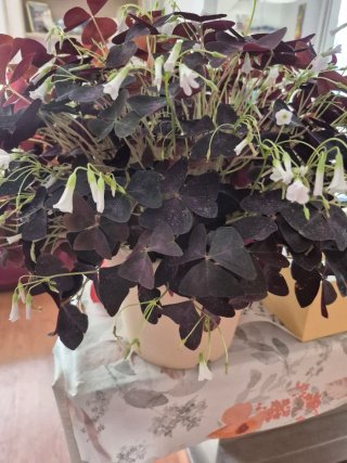 Planta Oxalis Morada