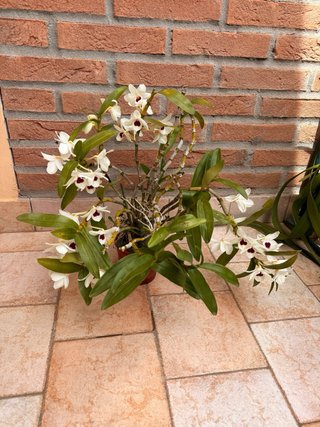 Orchidea Dendrobium Nobile