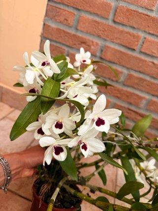 Orchidea Dendrobium Nobile