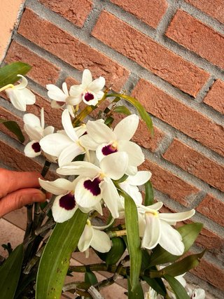 Orchidea Dendrobium Nobile