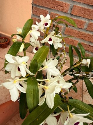 Orchidea Dendrobium Nobile