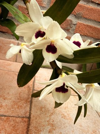 Orchidea Dendrobium Nobile