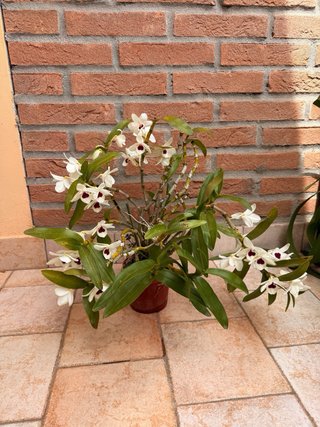 Orchidea Dendrobium Nobile