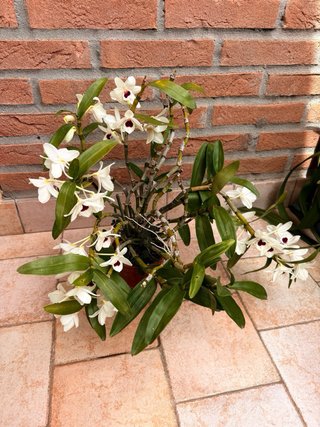 Orchidea Dendrobium Nobile