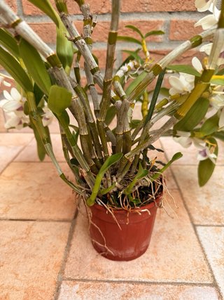 Orchidea Dendrobium Nobile