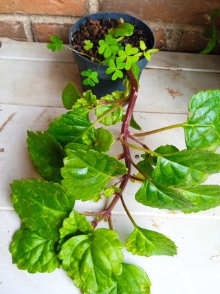 Plectranthus verticillatus Planta del dinero