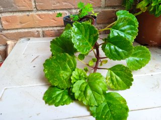 Plectranthus verticillatus Planta del dinero