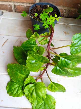 Plectranthus verticillatus Planta del dinero