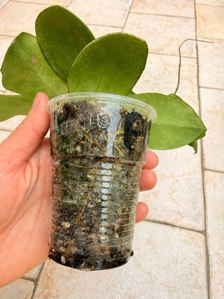 Hoya Mindorensis PG12