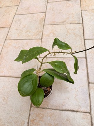 Hoya Mindorensis PG12