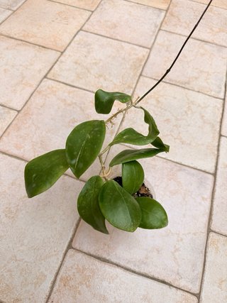 Hoya Mindorensis PG12