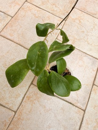 Hoya Mindorensis PG12