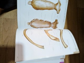 Atlas de anatomía humana