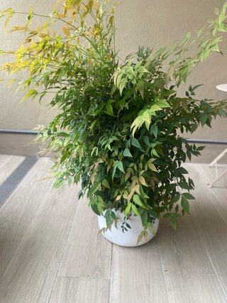 Planta Nandina en maceta blanca
