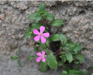 Semillas Clavel de Monte