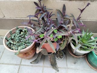 Planta Morada Tradescantia