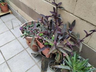 Planta Morada Tradescantia