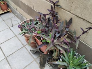 Planta Morada Tradescantia