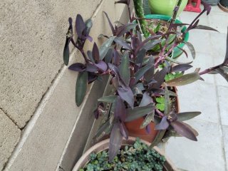 Planta Morada Tradescantia