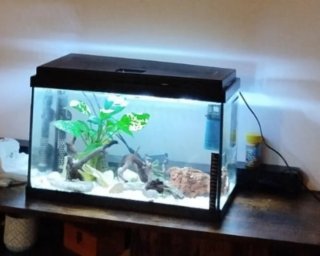 Acuario de cristal y plástico