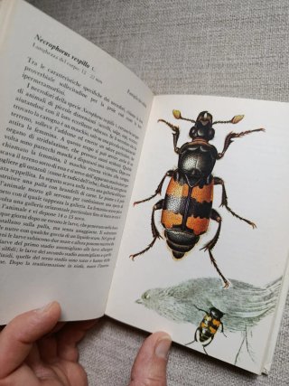 I Coleotteri.Guía de Coleópteros.