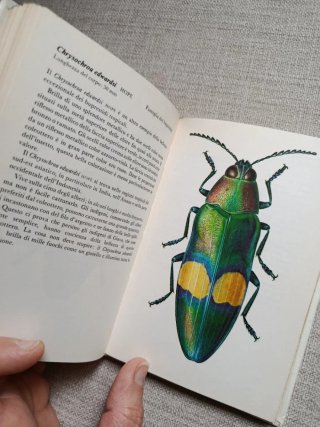 I Coleotteri.Guía de Coleópteros.