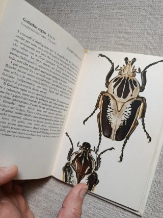 I Coleotteri.Guía de Coleópteros.