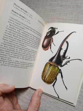 I Coleotteri.Guía de Coleópteros.
