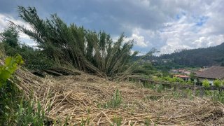 Desbrozamos tu finca o monte con poda con presupue