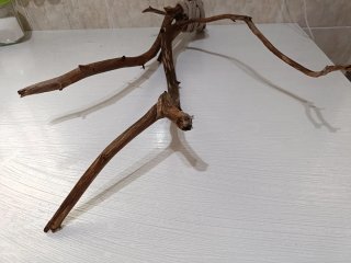 Ramas sin corteza terrario 59 cm