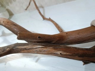 Ramas sin corteza terrario 59 cm