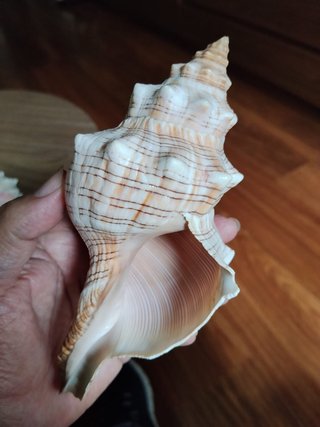Due conchiglie decorative