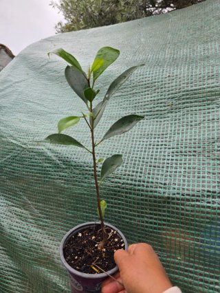 Planta Ficus